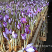 藏紅花種球 西紅花藥用藏紅花種球可泡茶觀賞番紅花種子球根耐寒